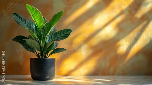Lush green plant in a modern pot basking in sunlight by the window during aft...