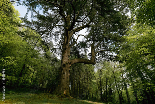 A mature cedar tree stands prominently. It has a thick trunk and wide-spreading branches. Smaller trees surround it. The scene is outdoors in daytime. photo