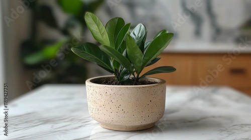 Lush green plant in a modern pot basking in sunlight by the window during aft...