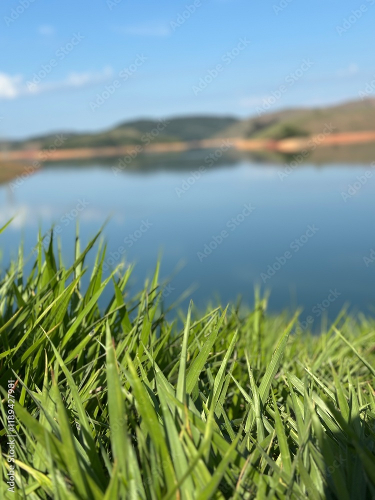 grass and blue sky grass and blue sky