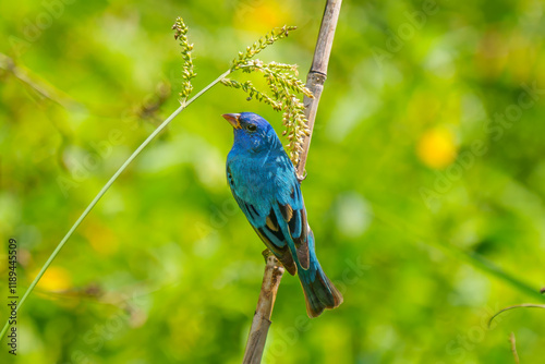 Indigo Bunting male