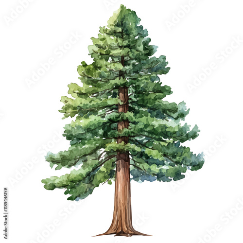 A watercolor vector painting of a Redwood tree, isolated on a white background. Redwood tree vector.

