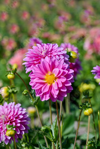 dahlia Gallery Rembrandt, pink with yellow heart with nice background.