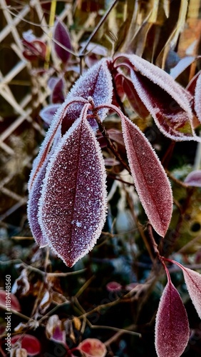 Close-up of Burgundy Leaves Covered with Frost
