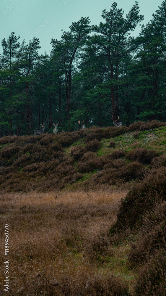 deers in an european forest deers in an european forest