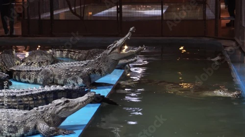 Crocodiles bask on platforms at night in a reptile enclosure