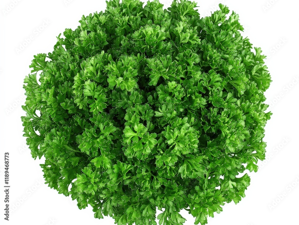 Obraz premium close up of fresh parsley