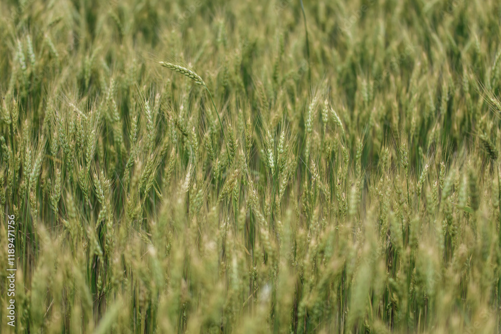 Green field of cereals in spring, background Green field of cereals in spring, background