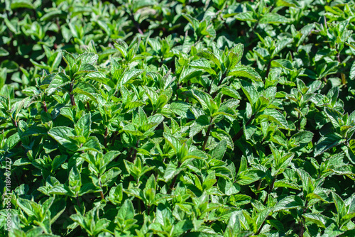 Mint leaf texture close up, pattern of green mint leaves. Freshness organic background.