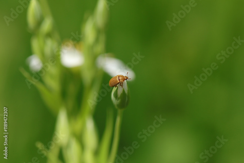 Byturus sp.
Byturus sp. in its natural element
 photo