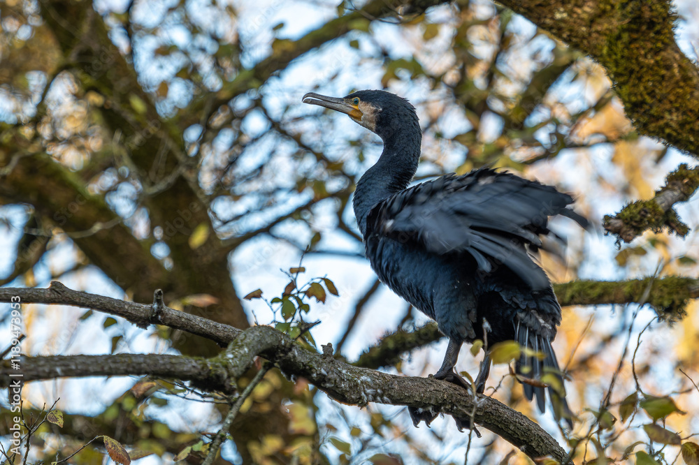 Fototapeta premium The great cormorant, Phalacrocorax carbo sitting on a branch