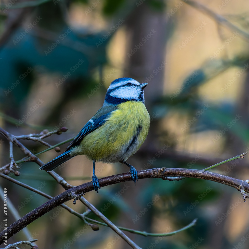 Obraz premium The Eurasian blue tit, Cyanistes caeruleus is a small passerine bird in the tit family, Paridae.