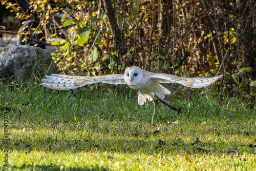 The western barn owl, Tyto alba in a nature park photo