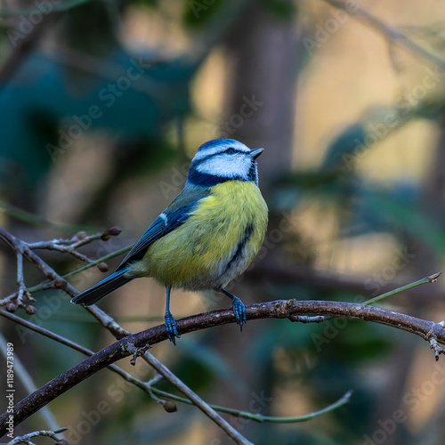 The Eurasian blue tit, Cyanistes caeruleus is a small passerine bird in the tit family, Paridae.