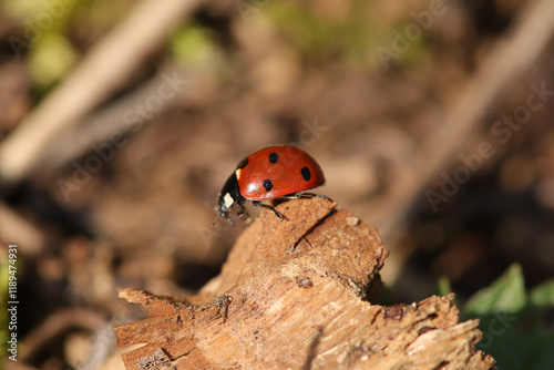 Coccinelle à Sept Points (Coccinella septempunctata)
Coccinella septempunctata on an unidentified flower or plant
