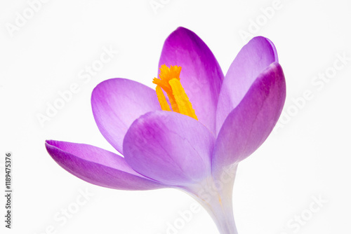 Closeup image of a Crocus tommasinianus against a white background