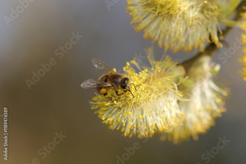 Abeille domestique --- Abeille mellifère (Apis mellifera)
Apis mellifera on an unidentified flower or plant
 photo