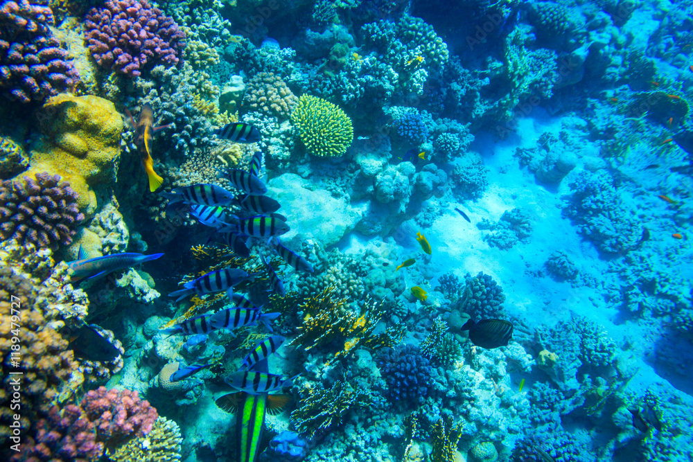 Obraz premium Different tropical fish at coral reef in the Red sea in Ras Mohammed national park, Sinai peninsula in Egypt