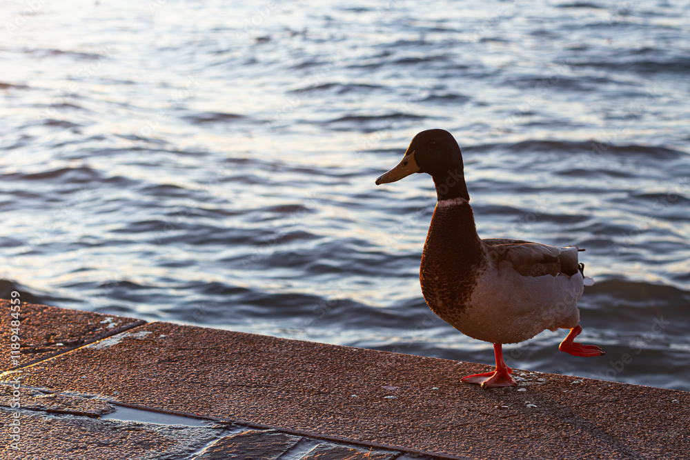 Mallard with a Healed Leg Injury