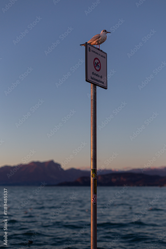 Seagull in Lazise: sign and lake in a stunning sunset.
