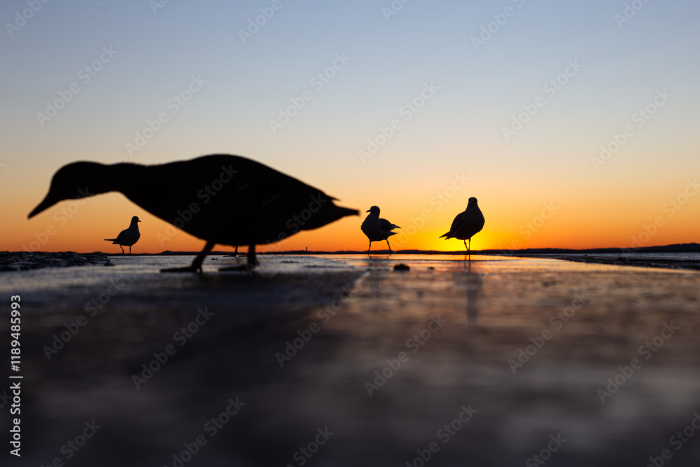 Sunset serenity in Lazise, where seagulls rest and fly along Lake Garda’s shore, with golden reflections on the calm waters.