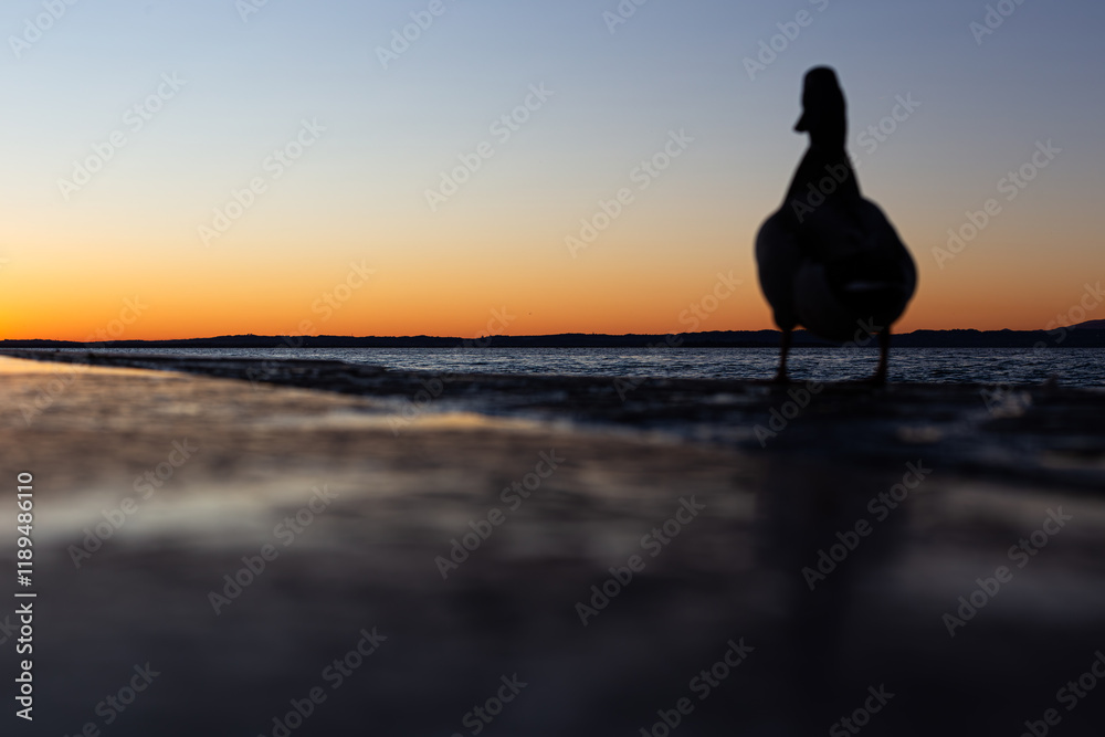 Lazise’s lakeside tranquility at sunset, with seagulls in motion and at rest, surrounded by the warm glow of Lake Garda’s evening light.