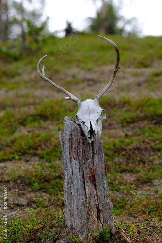 skull in the woods