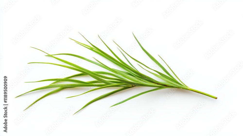 Naklejka premium a green plant branch isolated on a white background