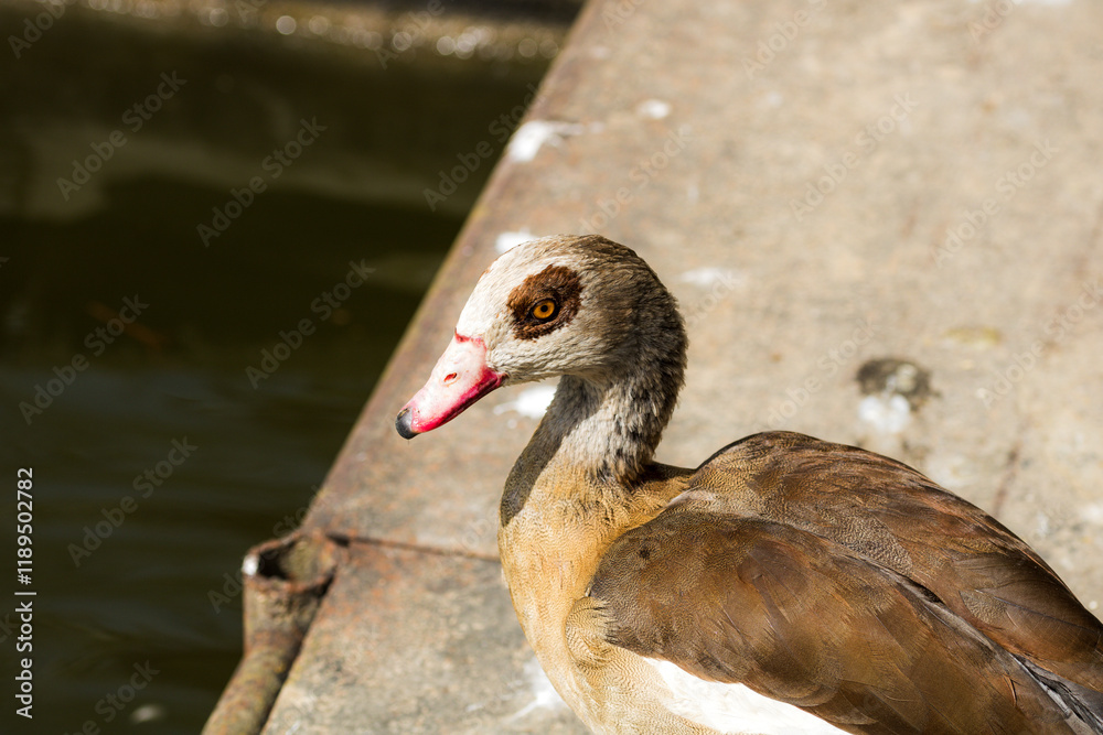 Beautiful wild ducks raised in captivity Beautiful wild ducks raised in captivity