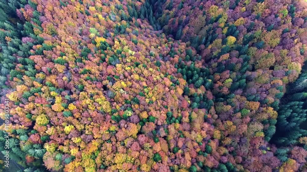 aerial view from a drone, autumn trees in the fore