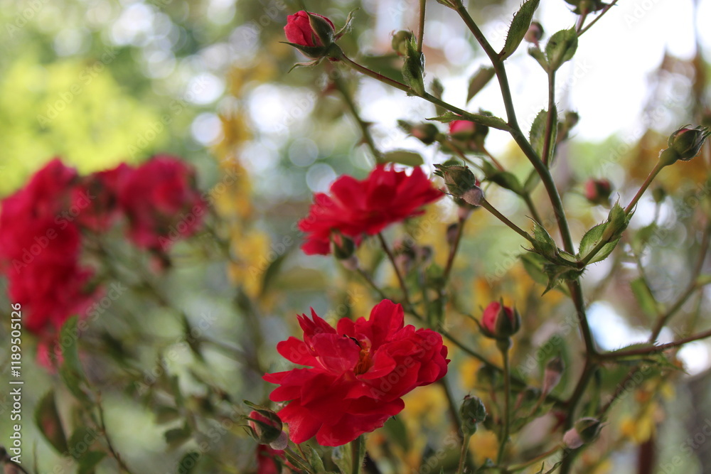 Obraz premium red flowers in the garden