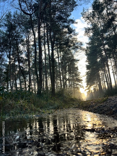 morning in the forest