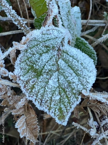 frost on leaf