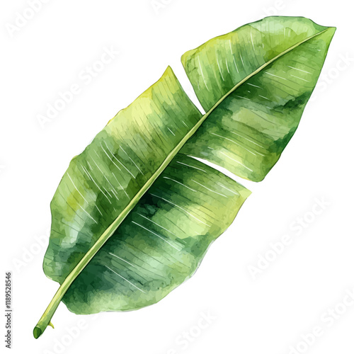 A watercolor vector painting of a Plantain Leaf, isolated on a white background. Plantain Leaf vector.

