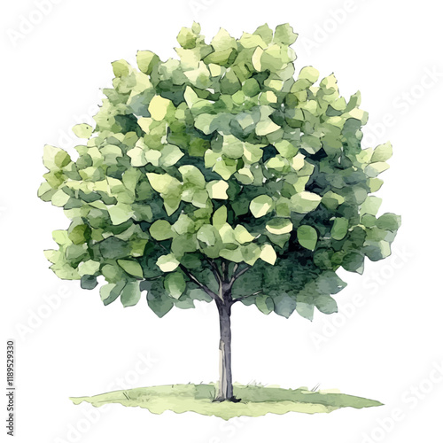 A watercolor vector painting of a Plane tree, isolated on a white background. Plane tree vector.

