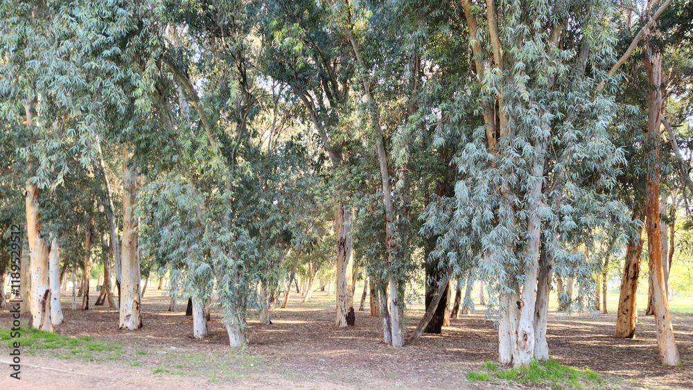 In winter, the river redgum (Eucalyptus camaldulensis) trees create a stunning and tranquil scene in the Mediterranean basin, offering a serene and captivating natural beauty In winter, the river redgum (Eucalyptus camaldulensis) trees create a stunning and tranquil scene in the Mediterranean basin, offering a serene and captivating natural beauty