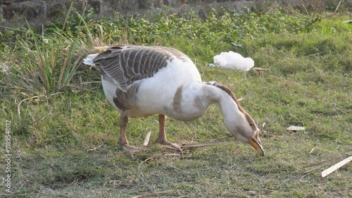 The white goose is searching for food in the field by moving her long neck photo