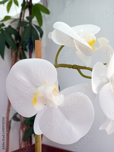 White orchid in a pot on the windowsill, close-up