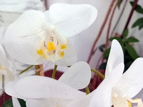 White orchid in a pot on the windowsill, close-up
