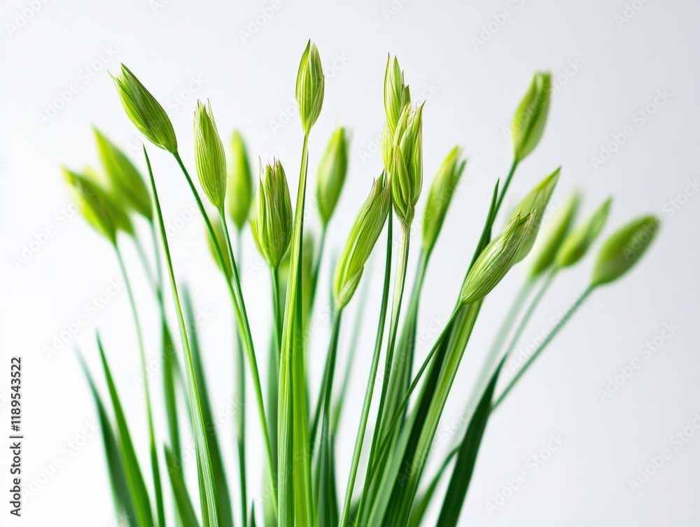 Fototapeta premium close up of green flower buds