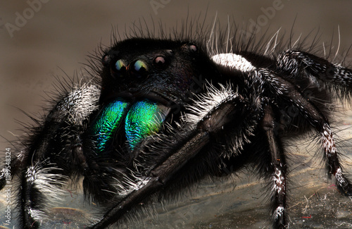 Stacked from 30 images. Method=C (S=4)
royal jumping spider adult male