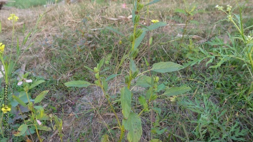 The top of the Sesamum radiatum plant with its tiny flowers and leaves in close photo