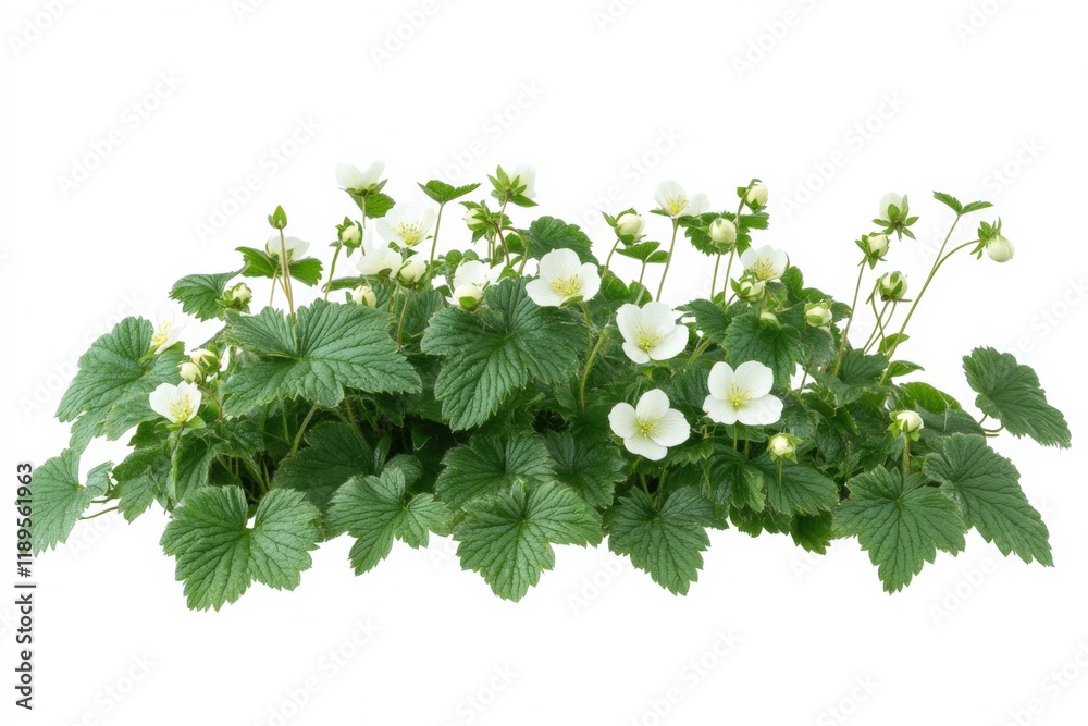 close-up of a flowering plant with white flowers and green leaves close-up of a flowering plant with white flowers and green leaves