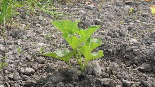 Bottle gourd plant growing on agriculture field