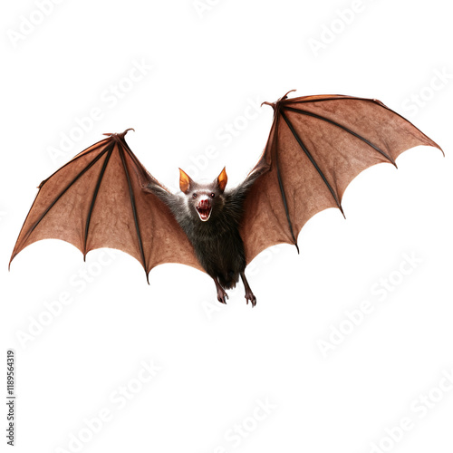 Flying Vampire bat isolated on transparent background photo