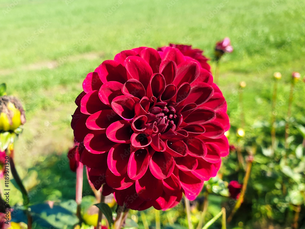Dahlia (in german Dahlie) Dahlia