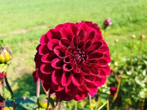 Obraz na płótnie Dahlia (in german Dahlie) Dahlia w salonie