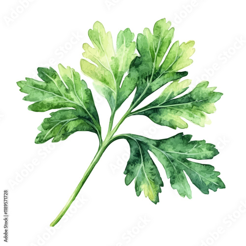 A watercolor vector of a Parsley leaf, isolated on a white background. Parsley leaf vector.
