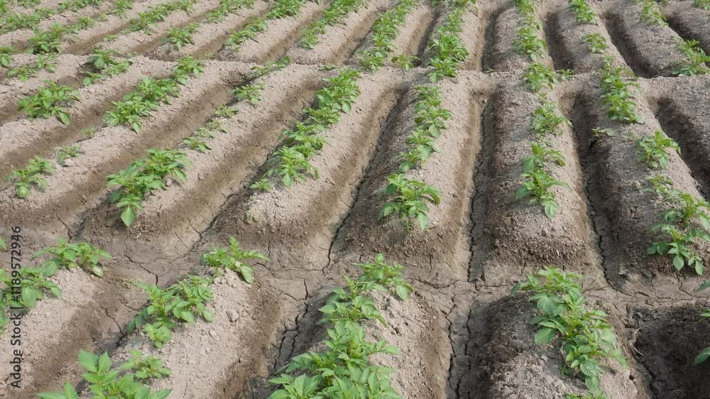Baby potato plants in rows in the green meadow Baby potato plants in rows in the green meadow