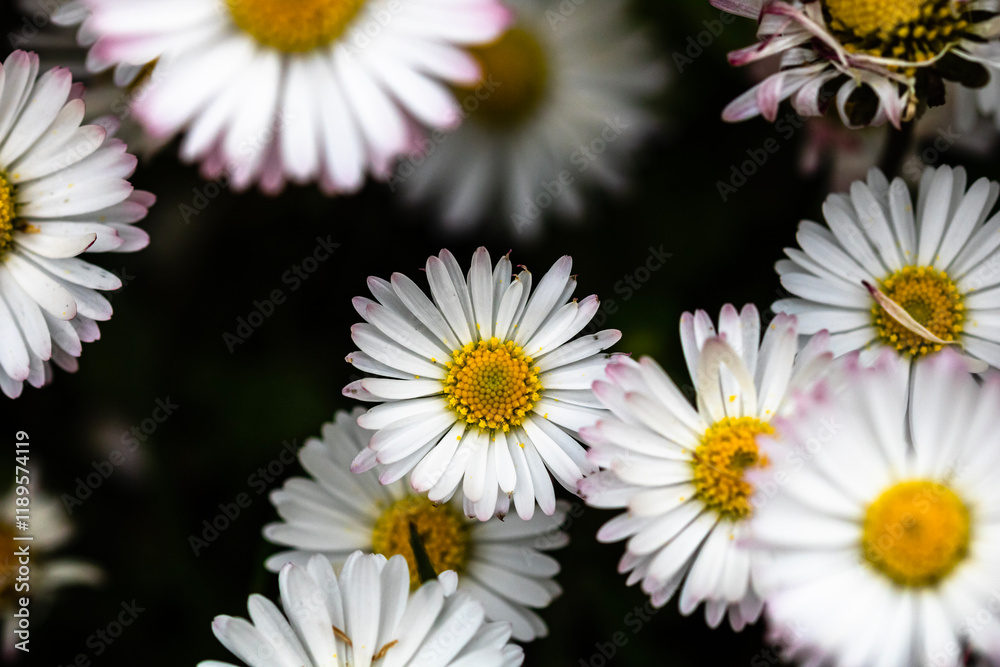 Obraz premium Bellis perennis flower. Daisy blooms in spring